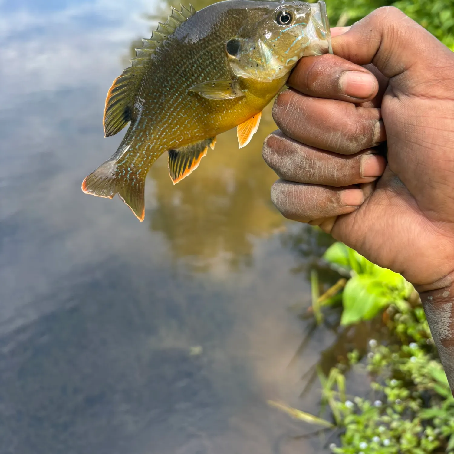 catch