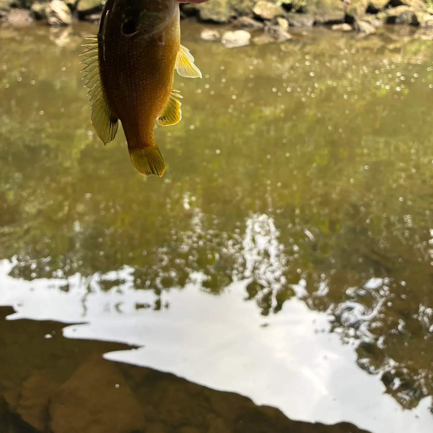 Green sunfish caught on Fishbrain