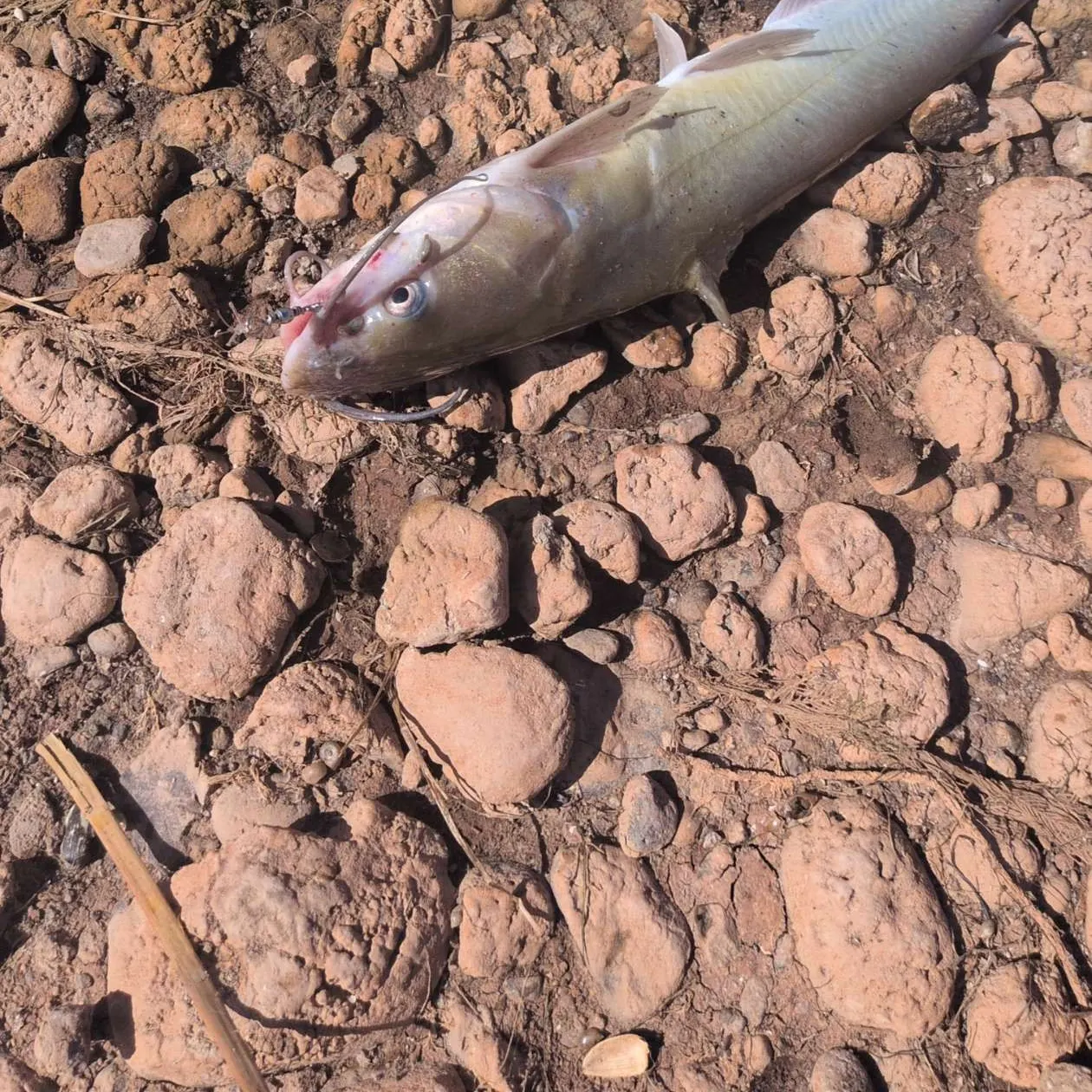 Channel catfish caught on Fishbrain
