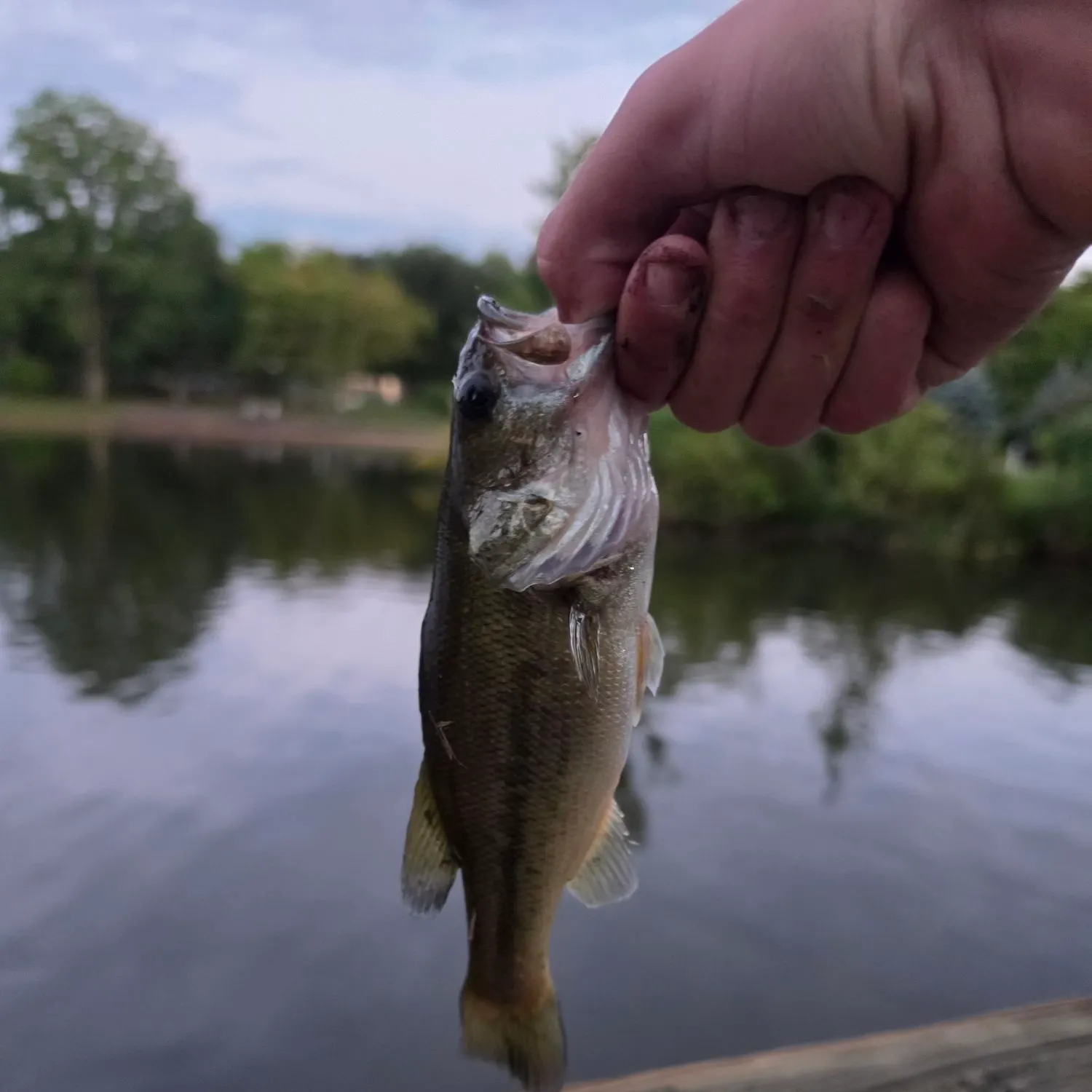 Largemouth bass caught on Fishbrain