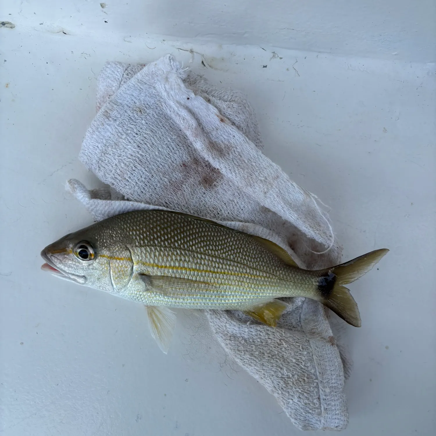The most recent Tomtate grunt catches on Fishbrain
