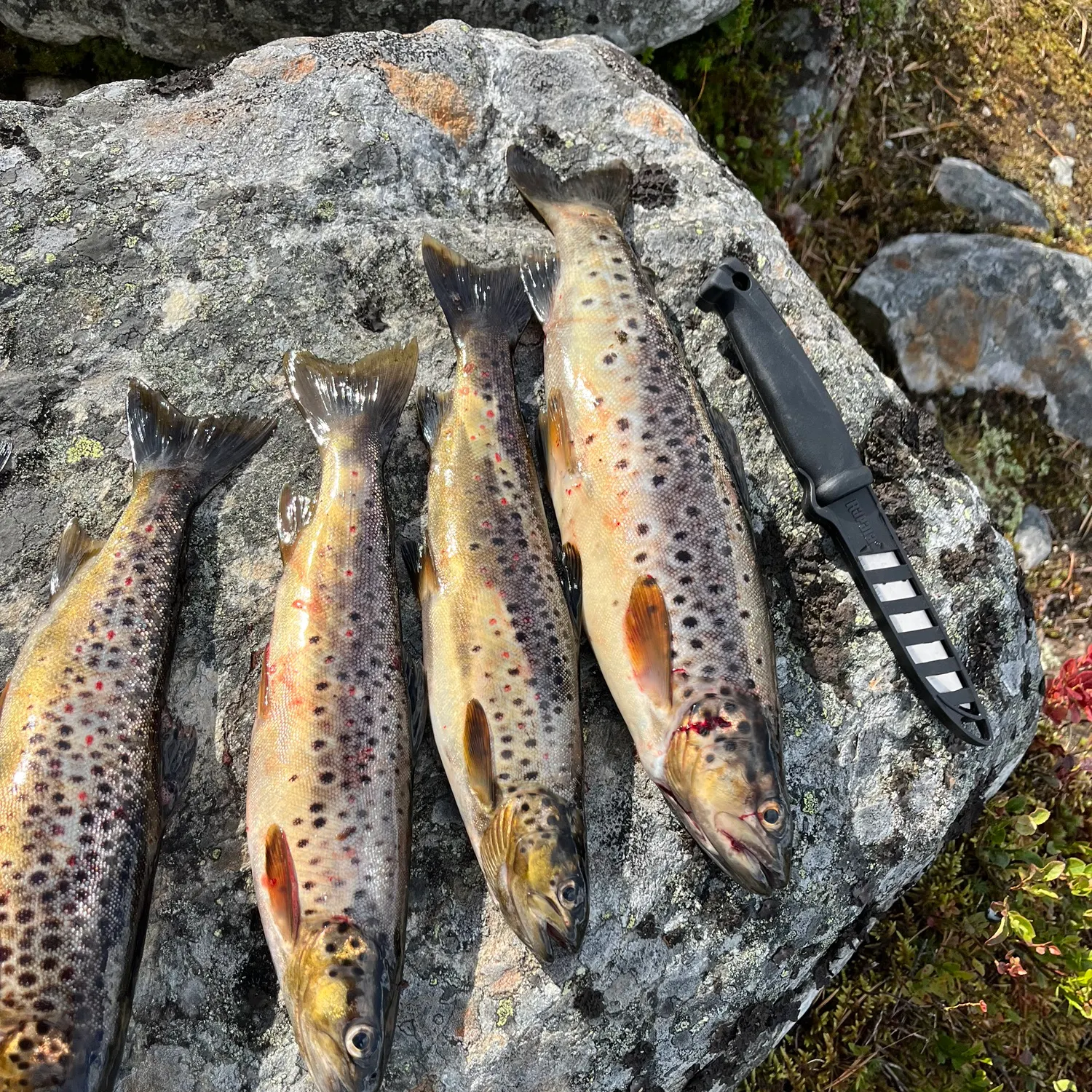 recently logged catches