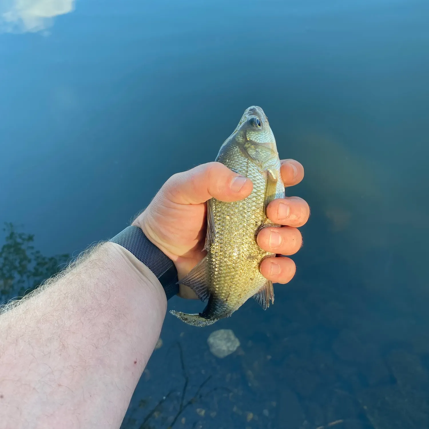 White perch caught on Fishbrain
