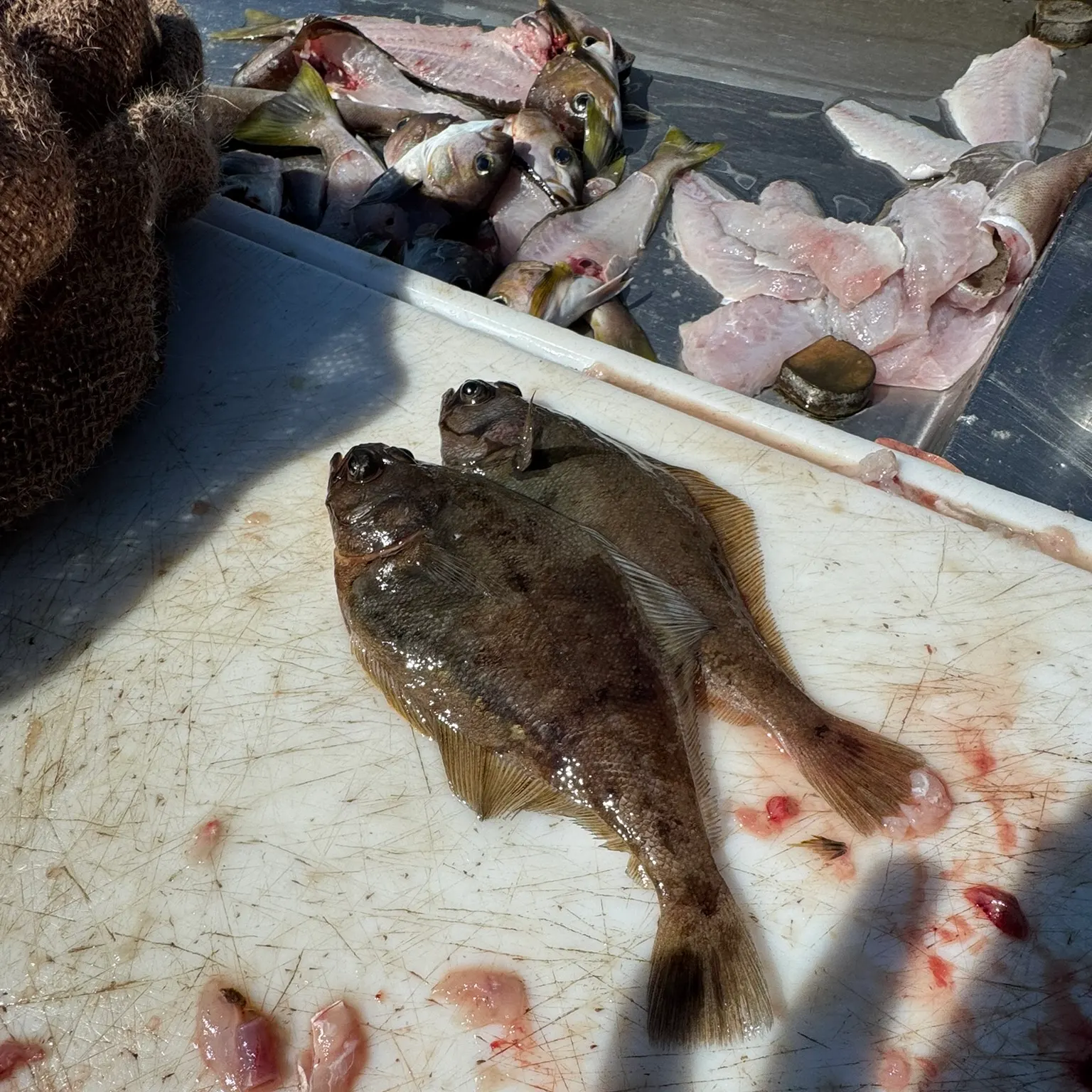 The most recent Pacific sanddab catches on Fishbrain