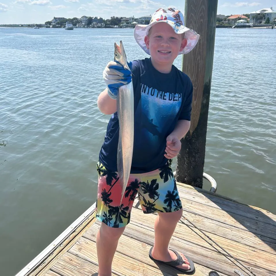 Atlantic cutlassfish caught on Fishbrain