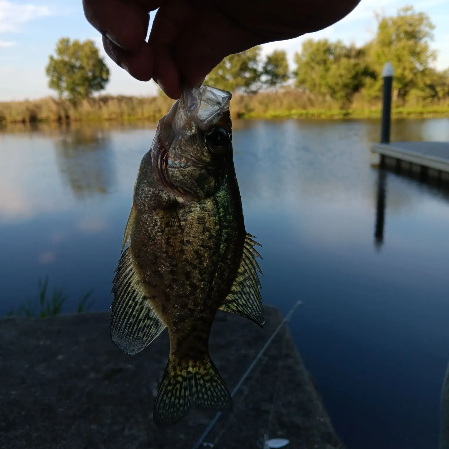 Black crappie caught on Fishbrain