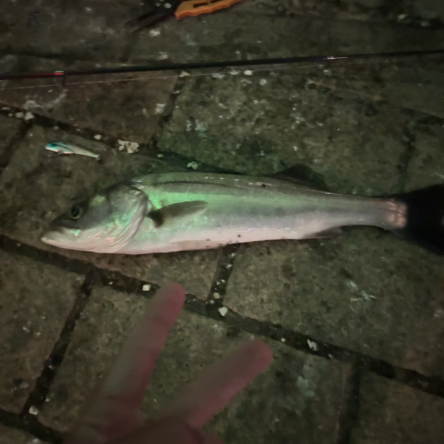 The most recent Japanese seabass catches on Fishbrain