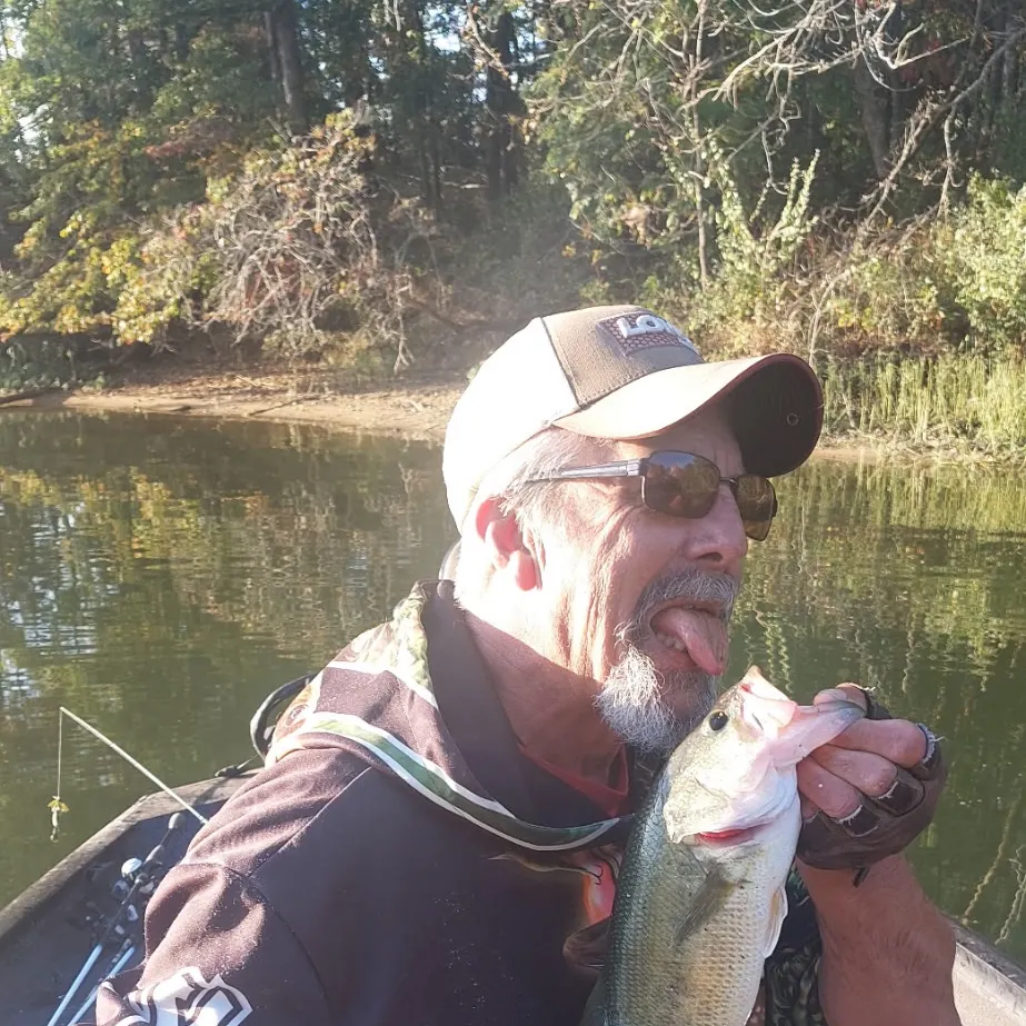 Largemouth bass caught on Fishbrain