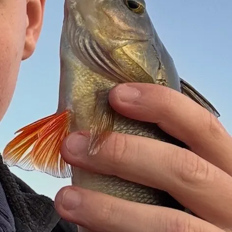 European perch caught on Fishbrain