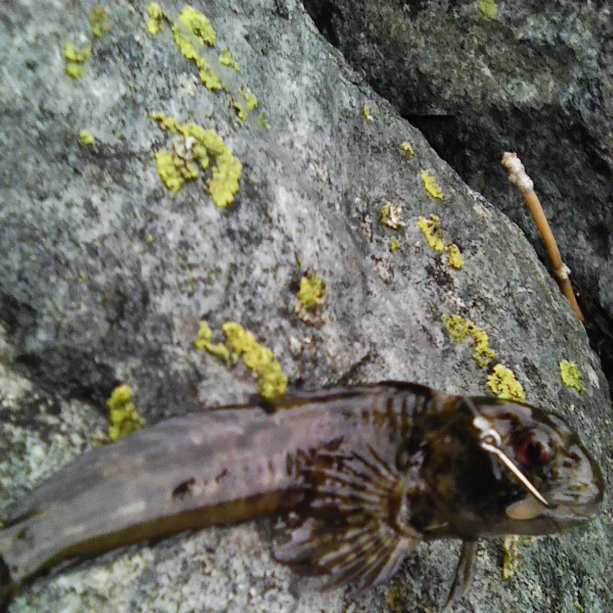 The most recent Tompot blenny catches on Fishbrain