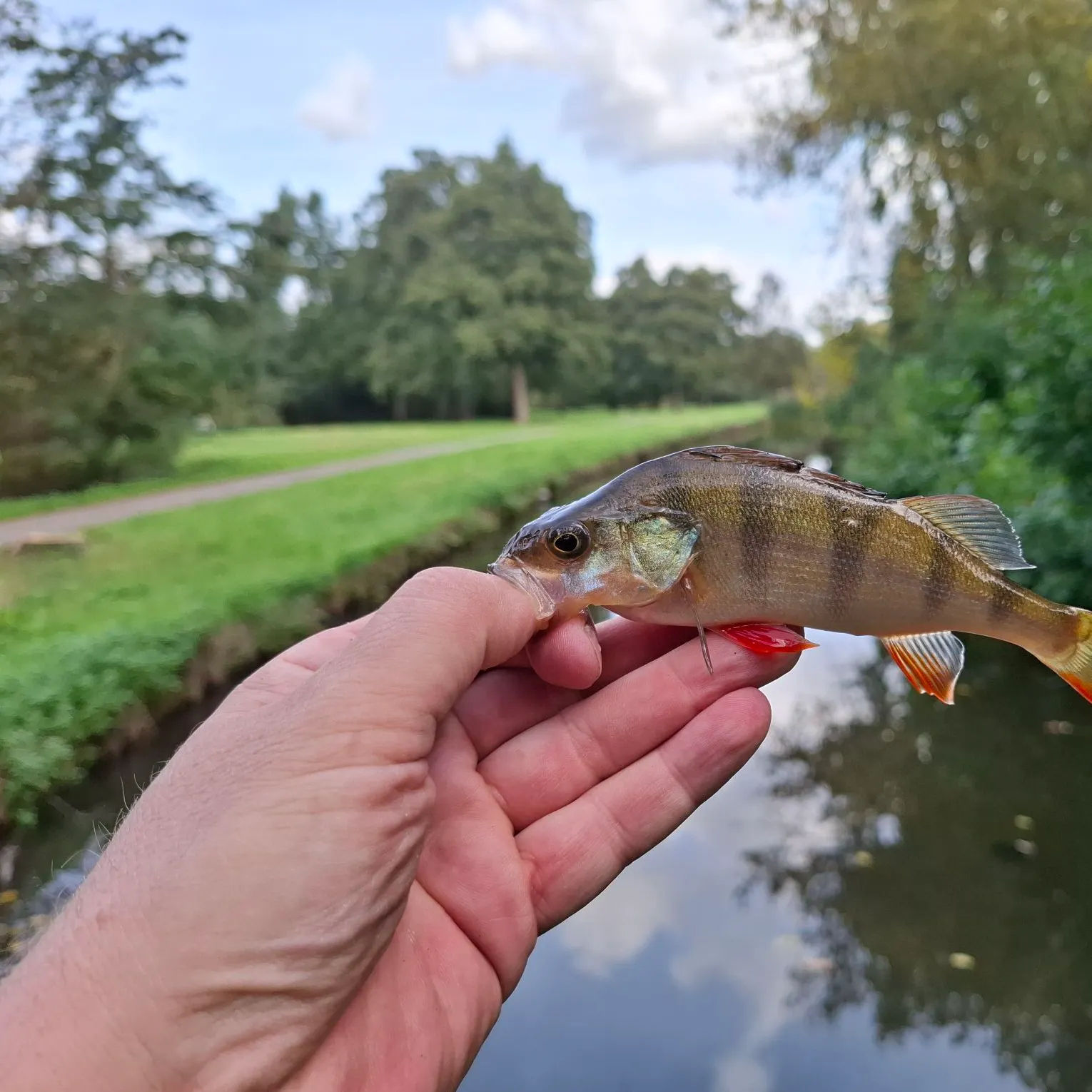 European perch caught on Fishbrain