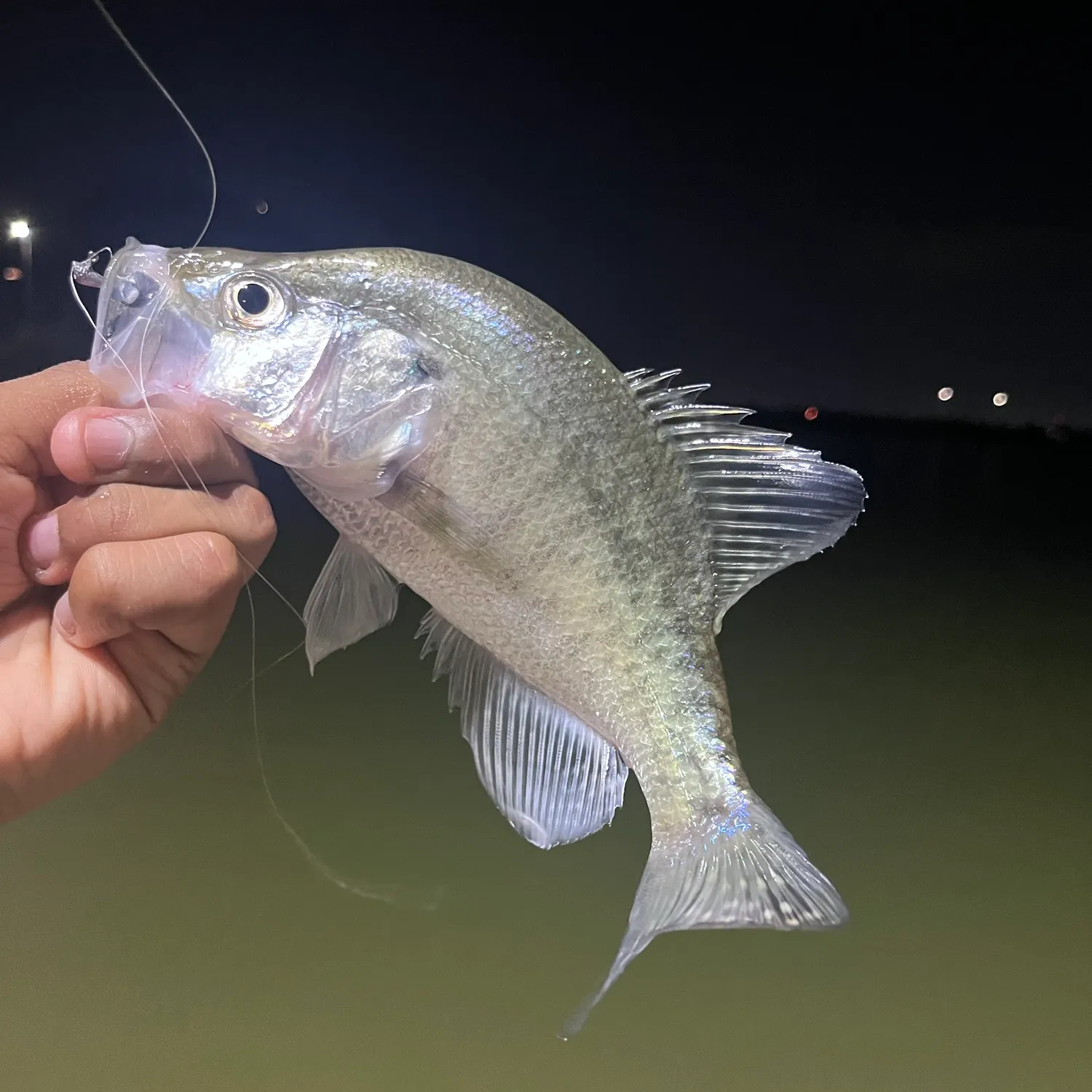 White crappie caught on Fishbrain