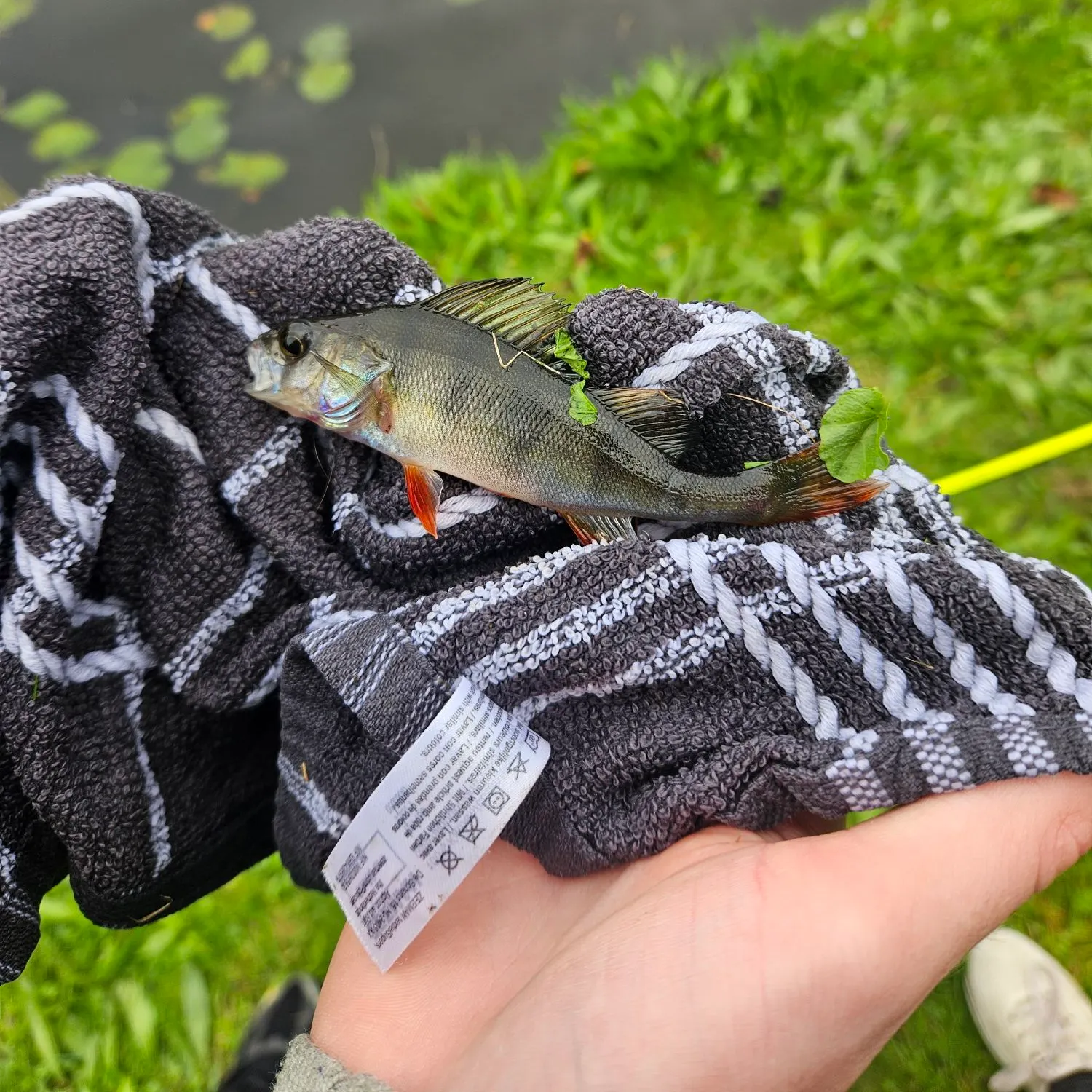 European perch caught on Fishbrain