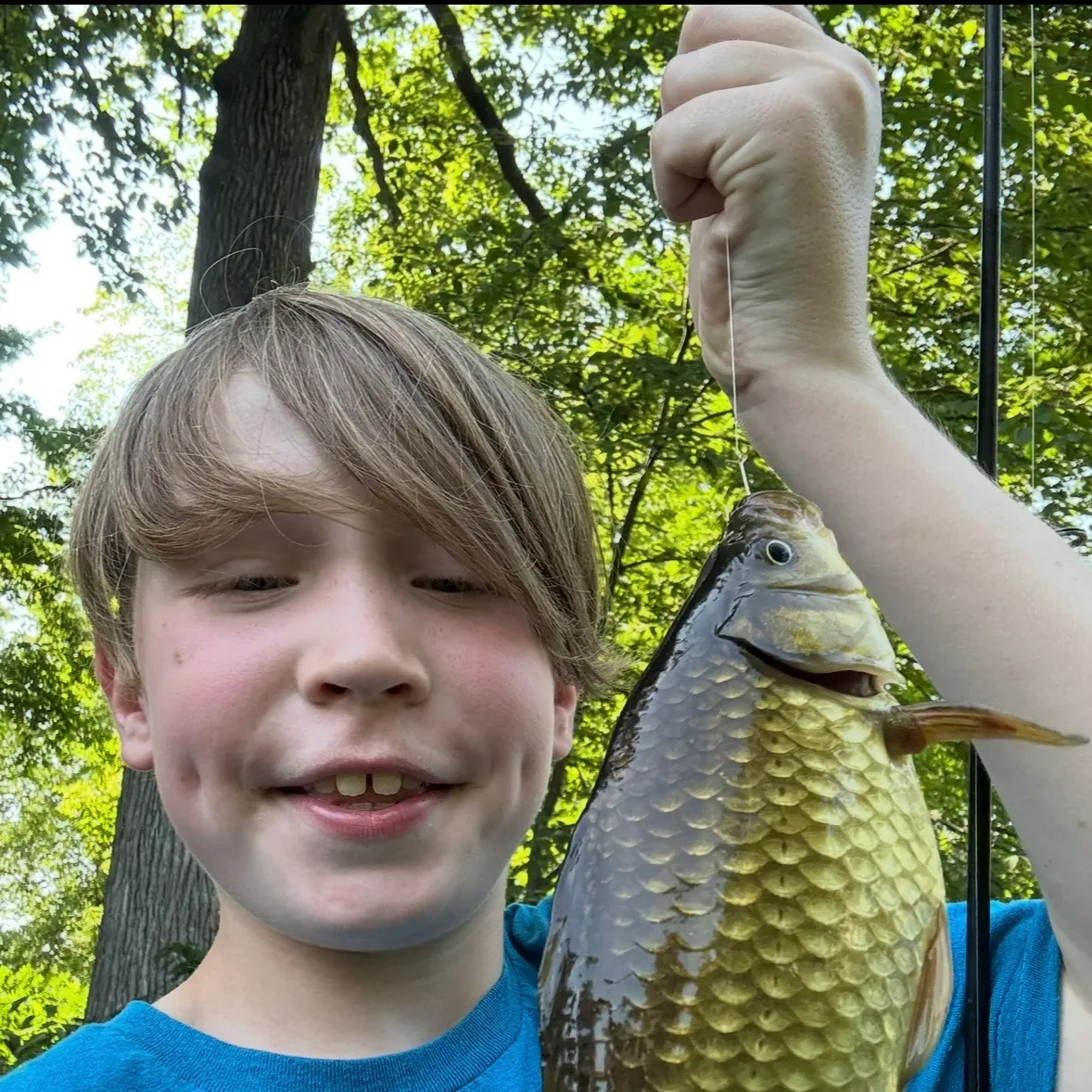 Common carp caught on Fishbrain
