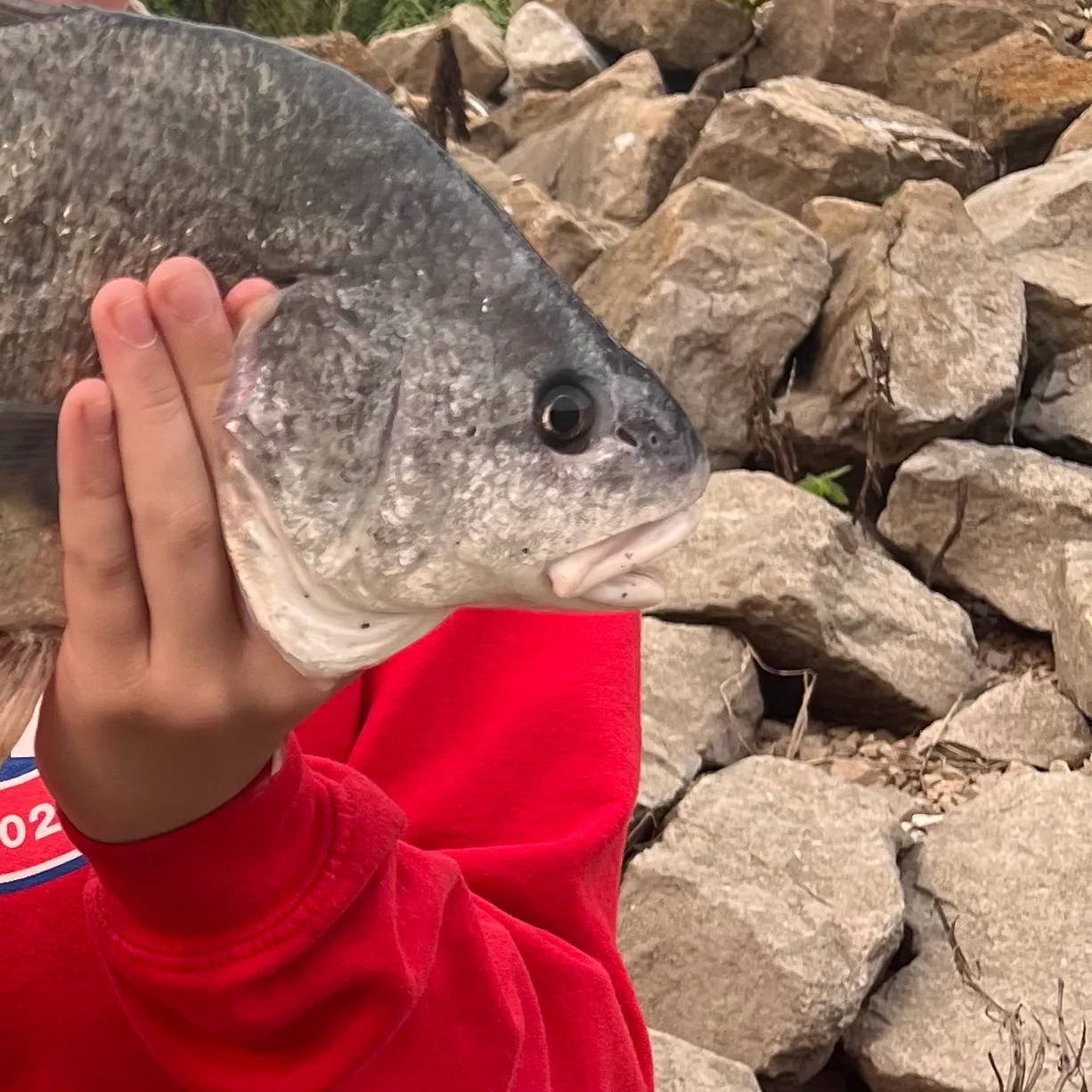 Freshwater drum caught on Fishbrain