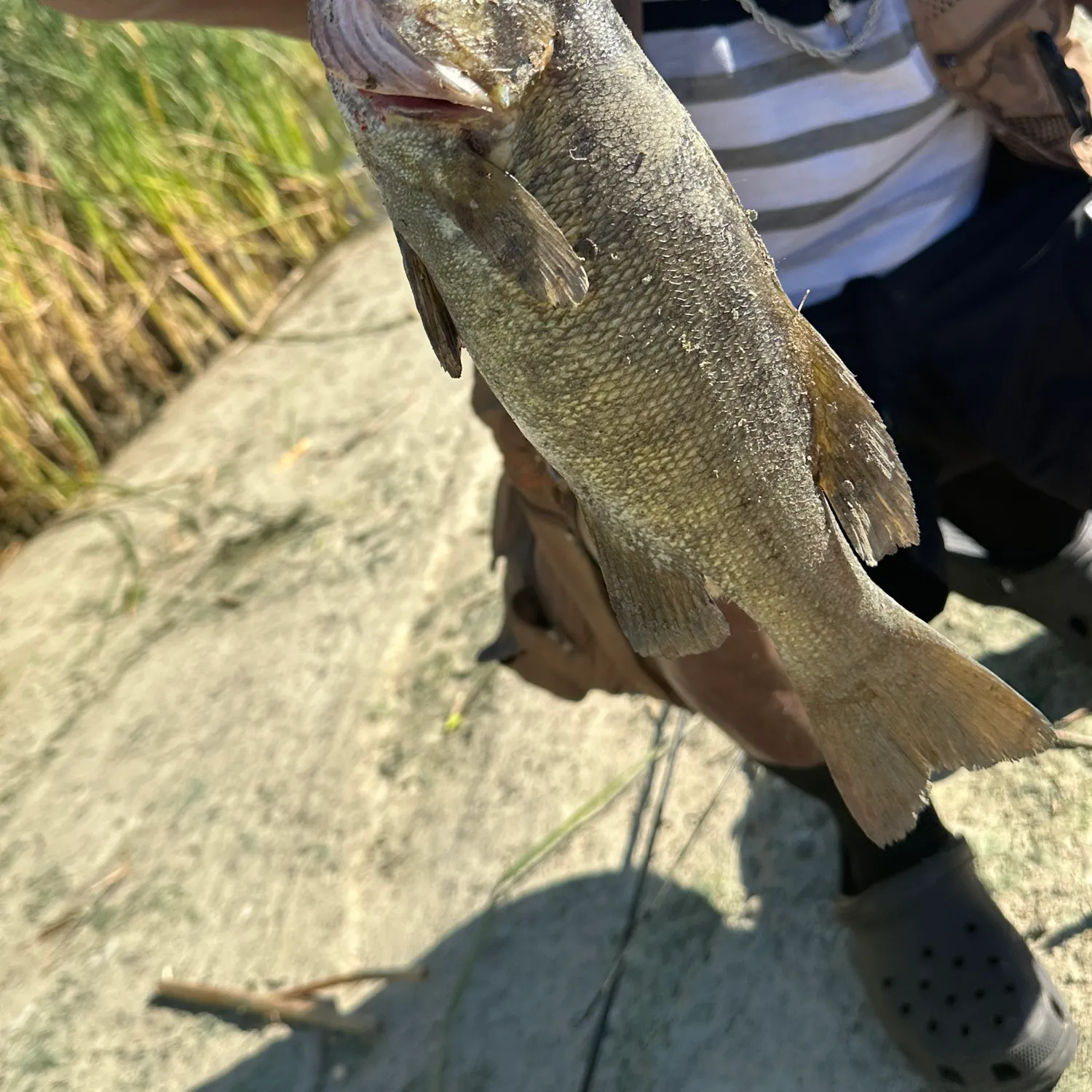Smallmouth bass caught on Fishbrain