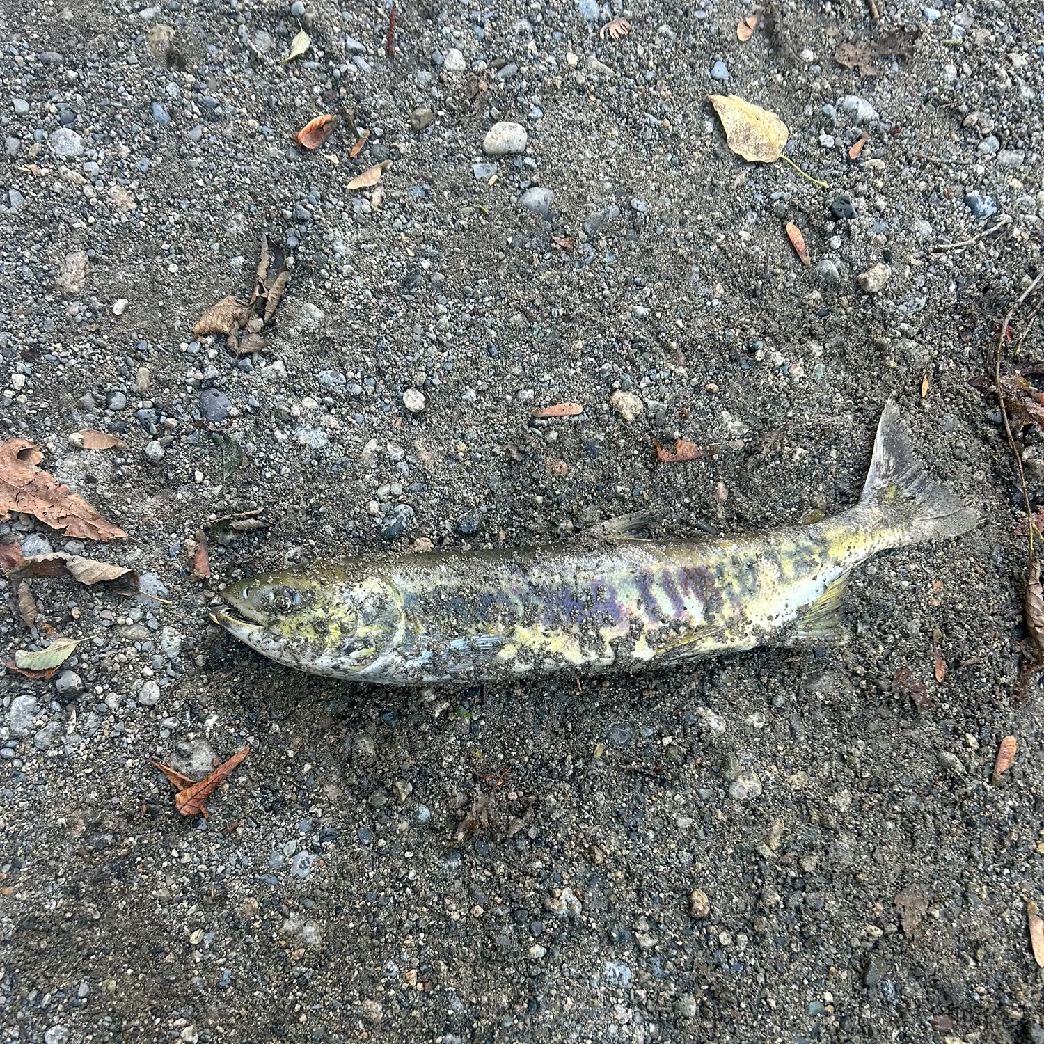 Chum salmon caught on Fishbrain