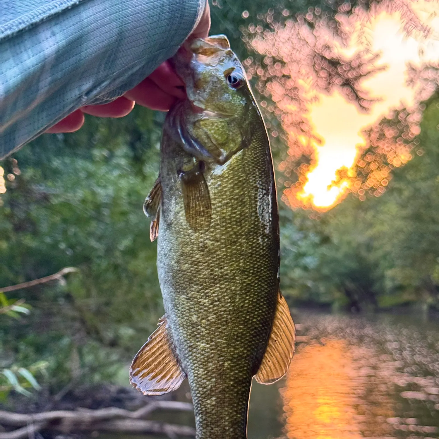 Smallmouth bass caught on Fishbrain