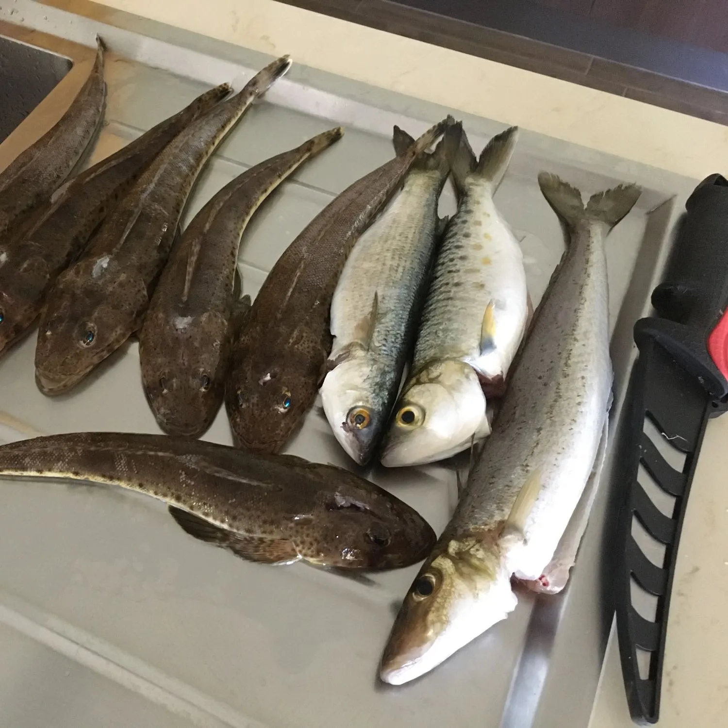 recently logged catches