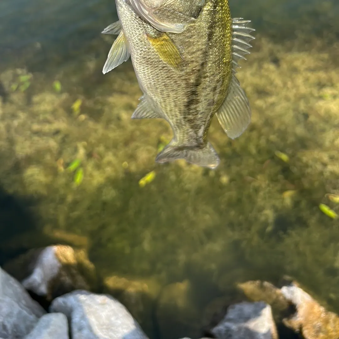 Spotted bass caught on Fishbrain