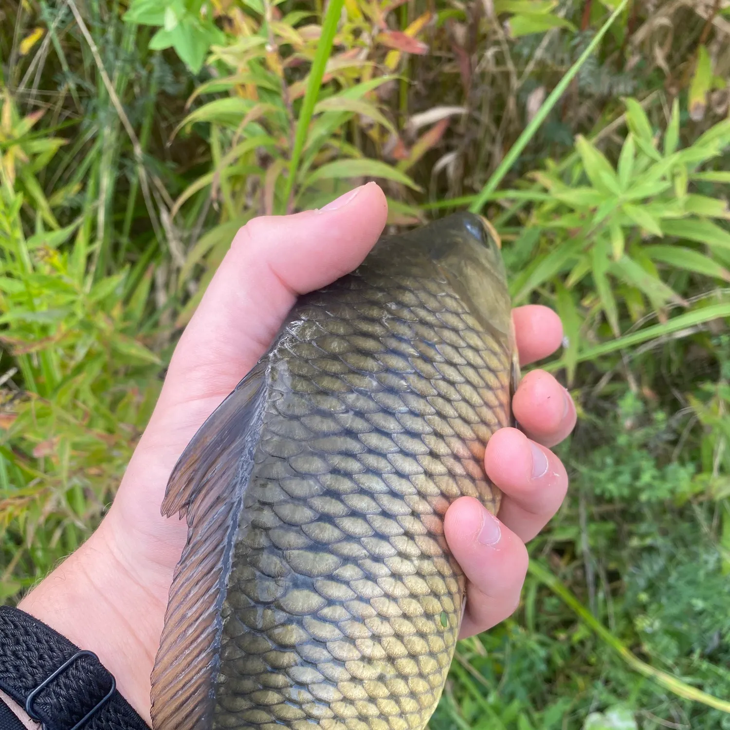 Common carp caught on Fishbrain