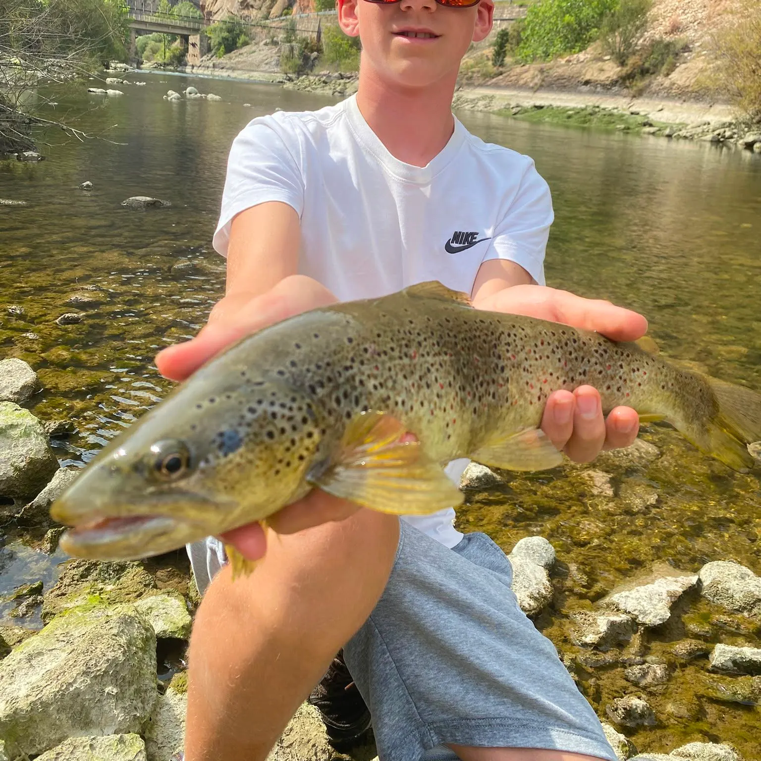 Brown trout caught on Fishbrain
