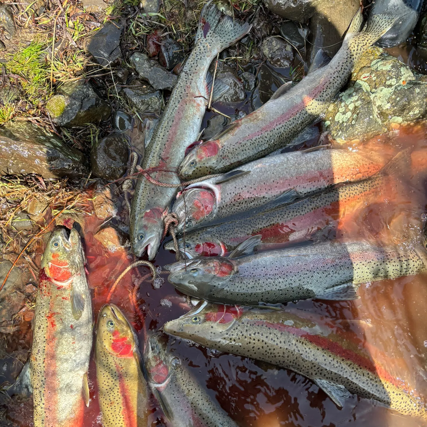 recently logged catches