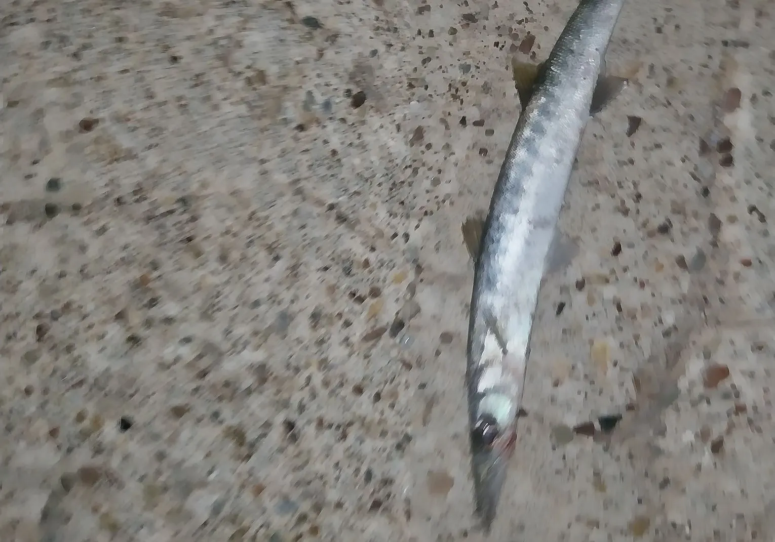 European barracuda