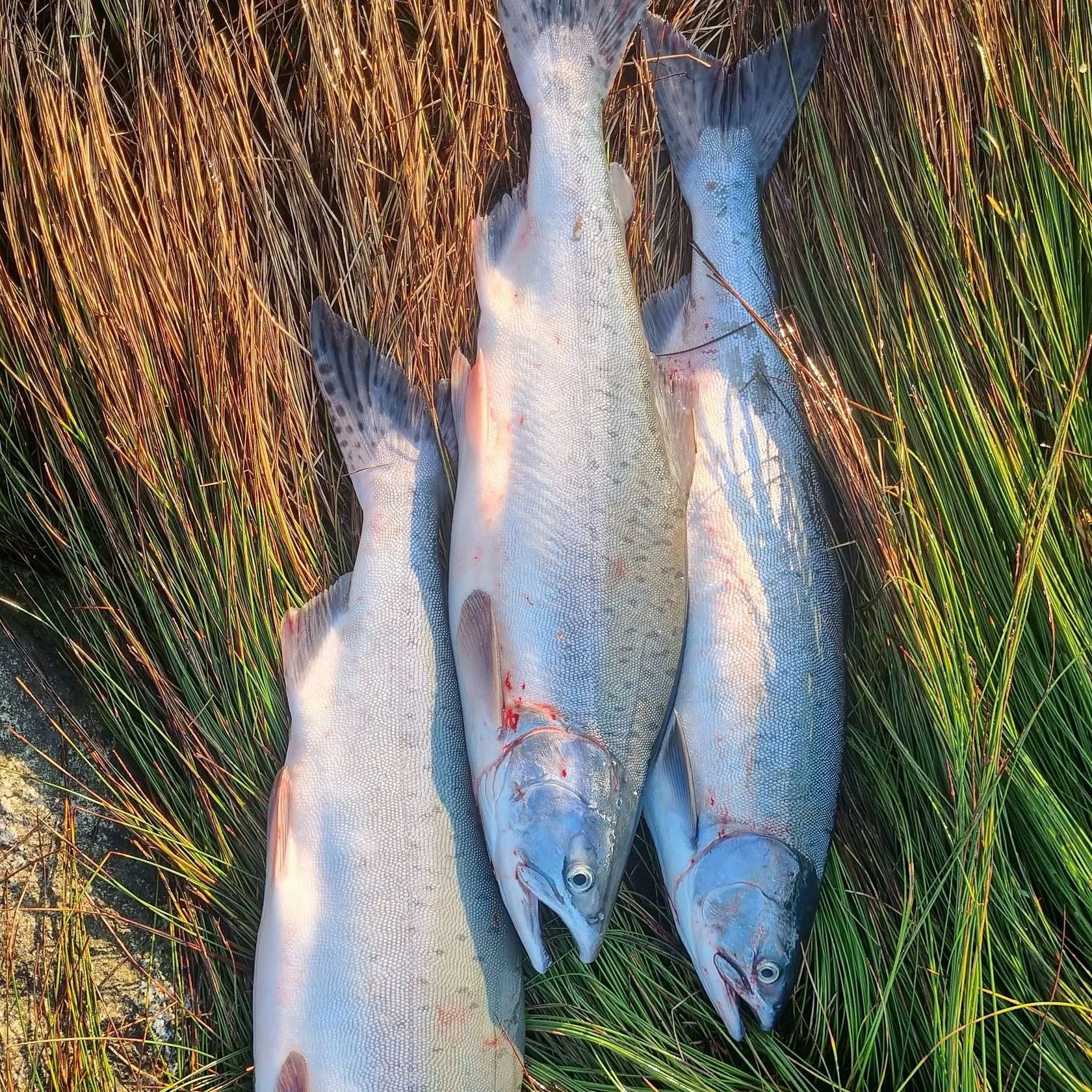 The most recent Pink salmon catches on Fishbrain