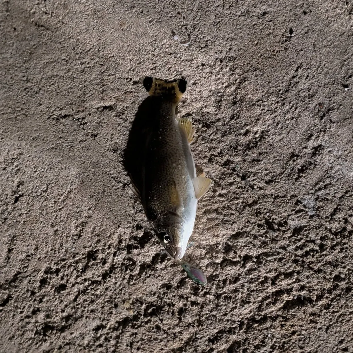 The most recent Yellowtail Grunter catches on Fishbrain