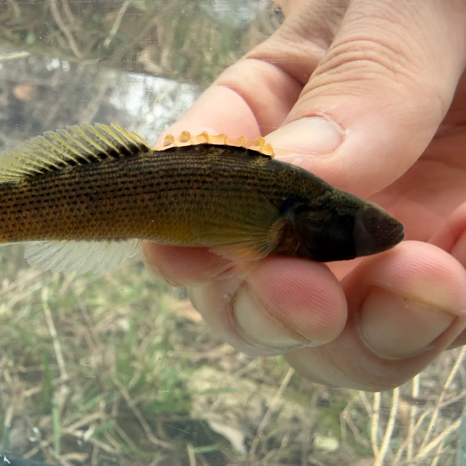 The most recent Fantail darter catches on Fishbrain