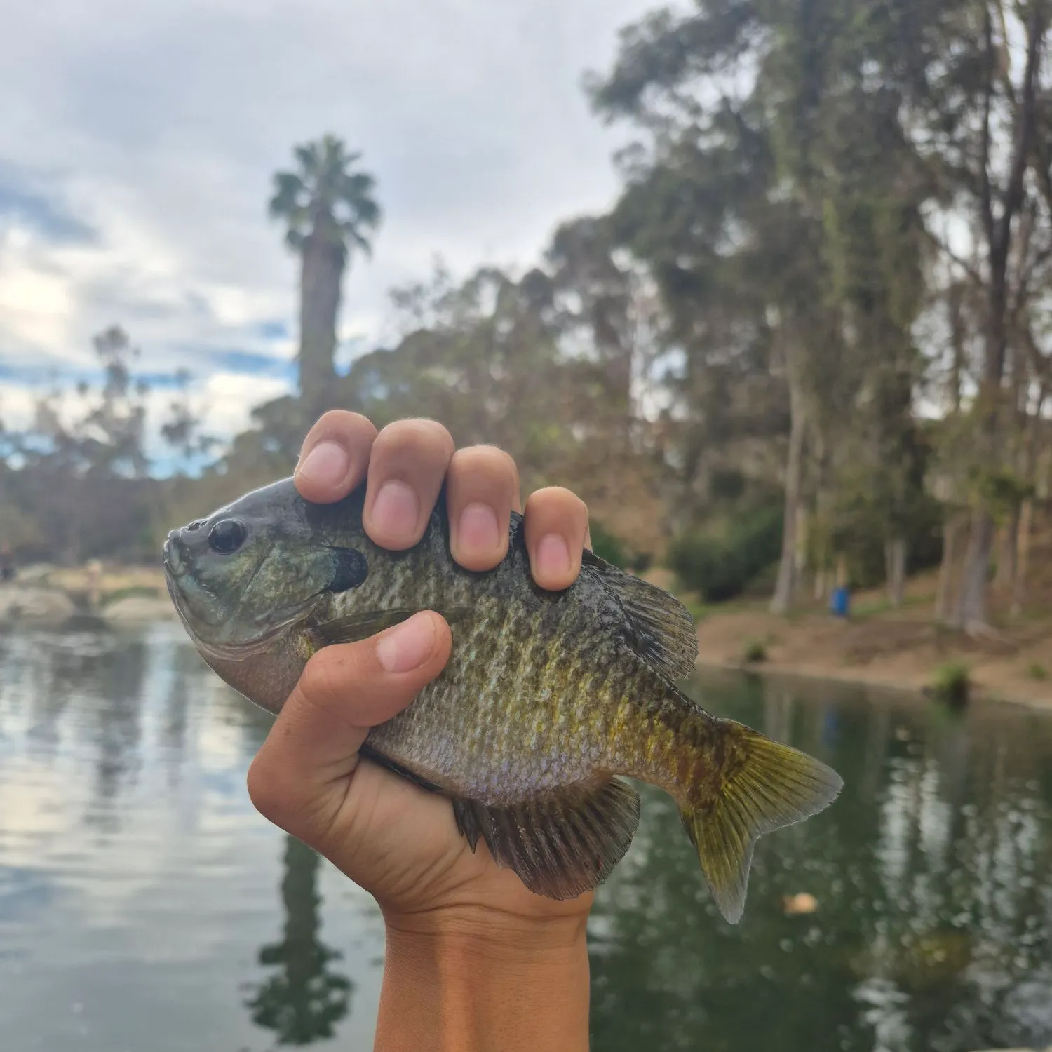 Bluegill caught on Fishbrain