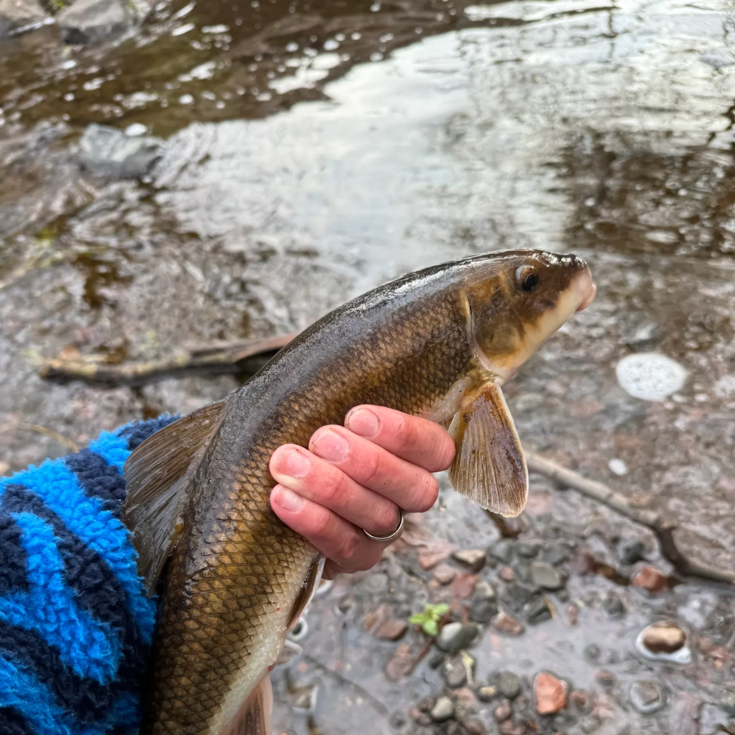The most recent Longnose sucker catches on Fishbrain