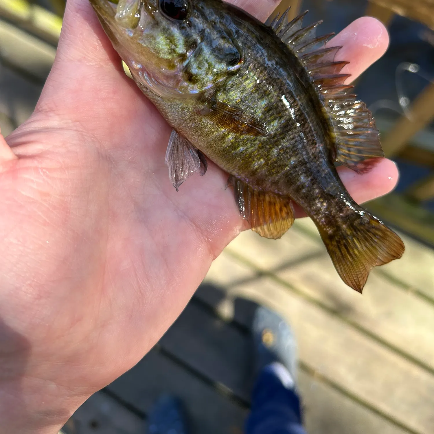 The most recent Warmouth catches on Fishbrain