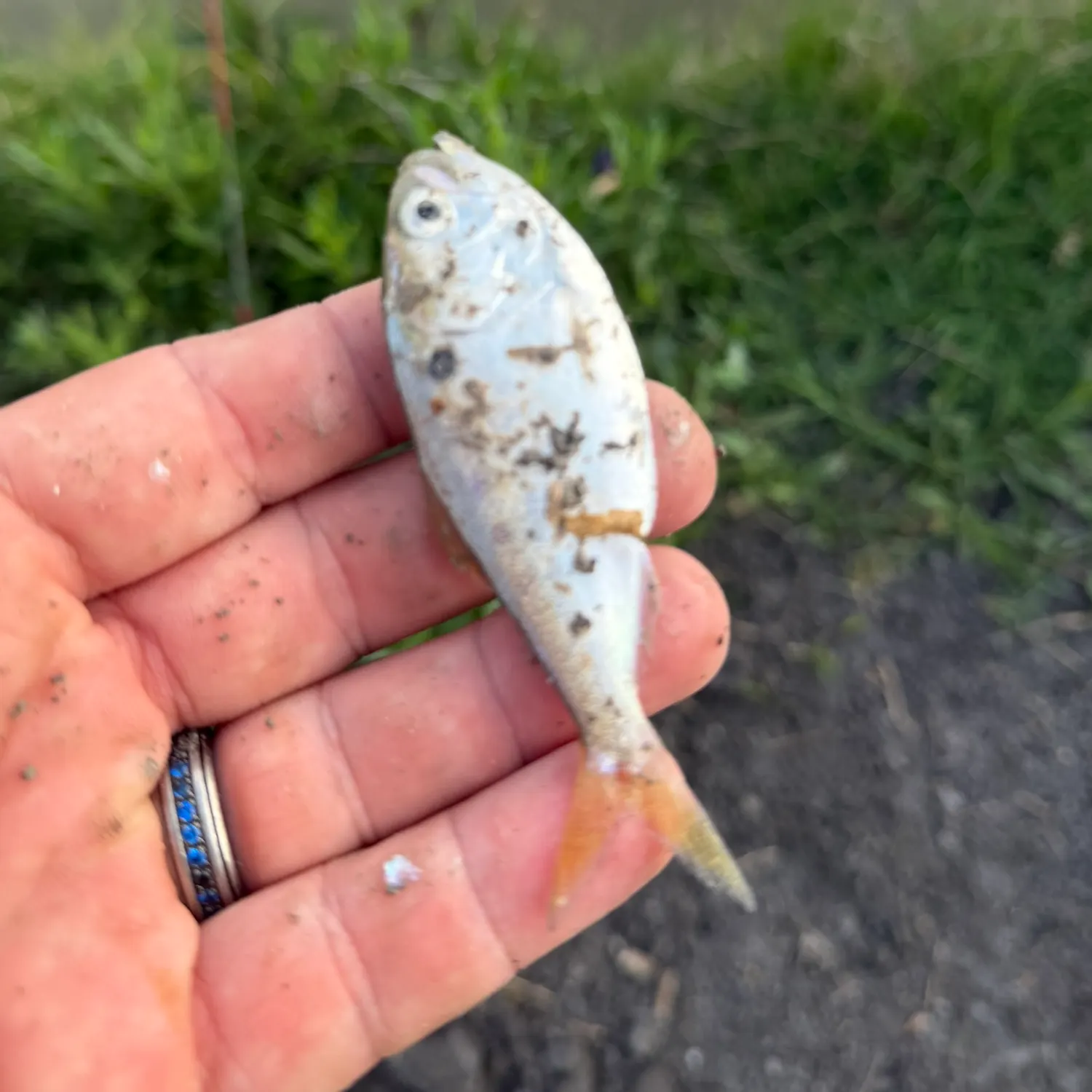 The most recent Threadfin shad catches on Fishbrain