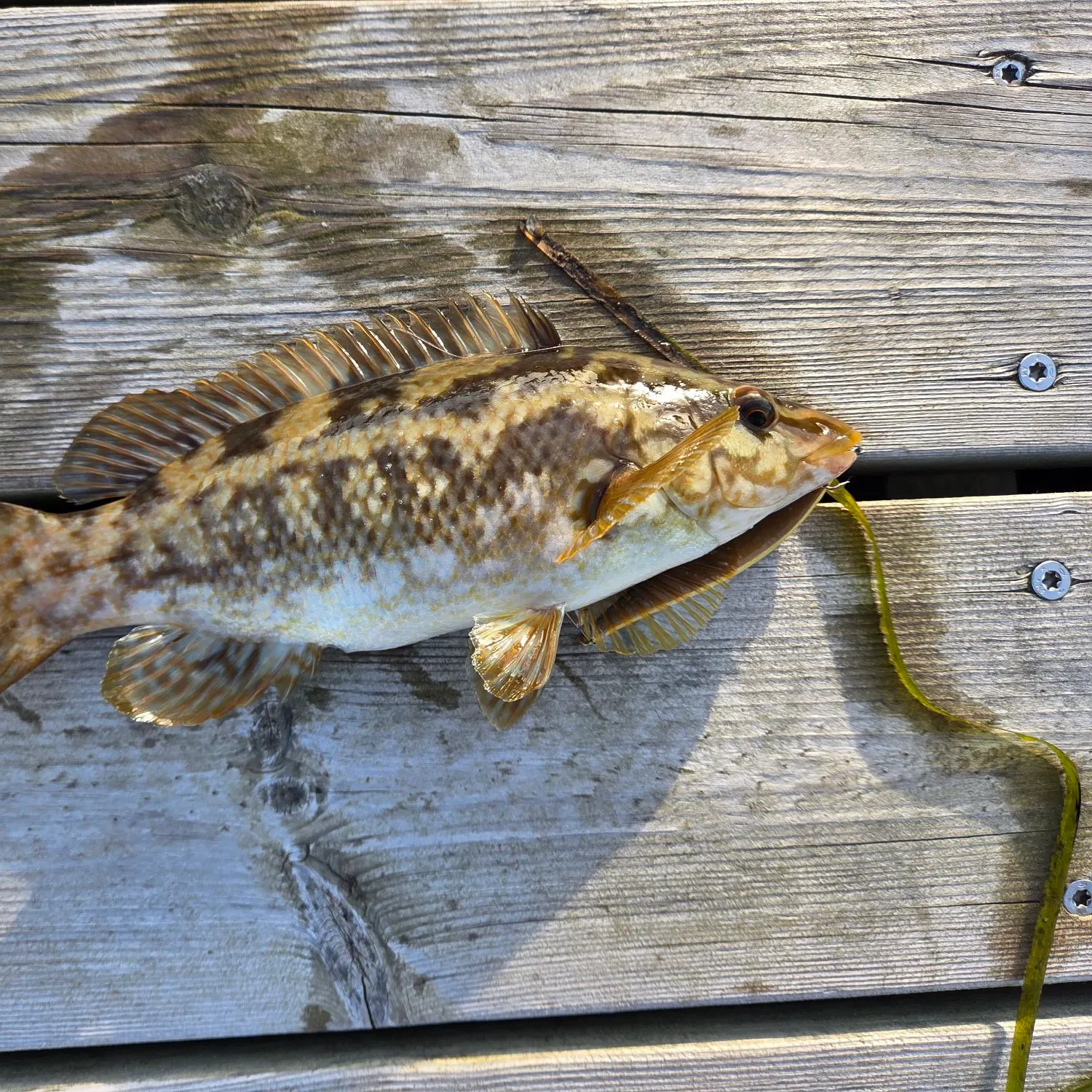 The most recent Ballan wrasse catches on Fishbrain