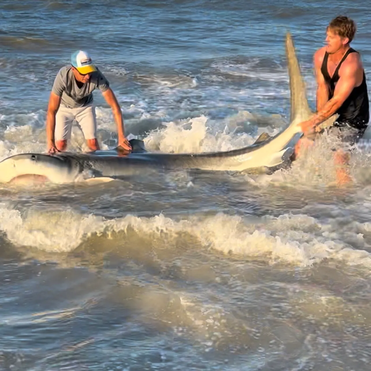 The most recent Tiger shark catches on Fishbrain