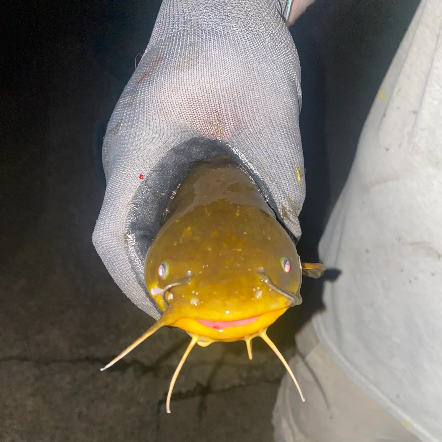 Yellow bullhead caught on Fishbrain