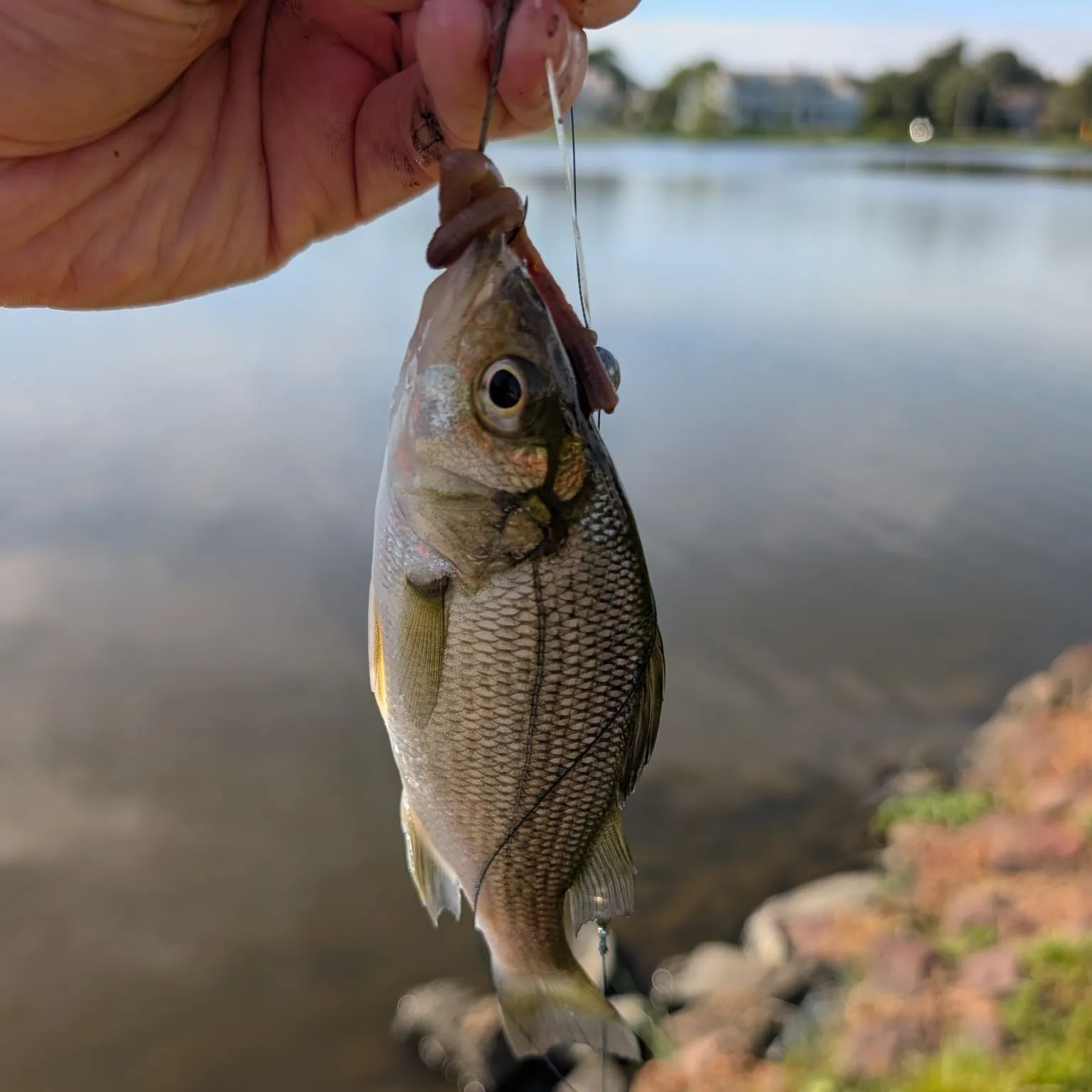 White perch caught on Fishbrain