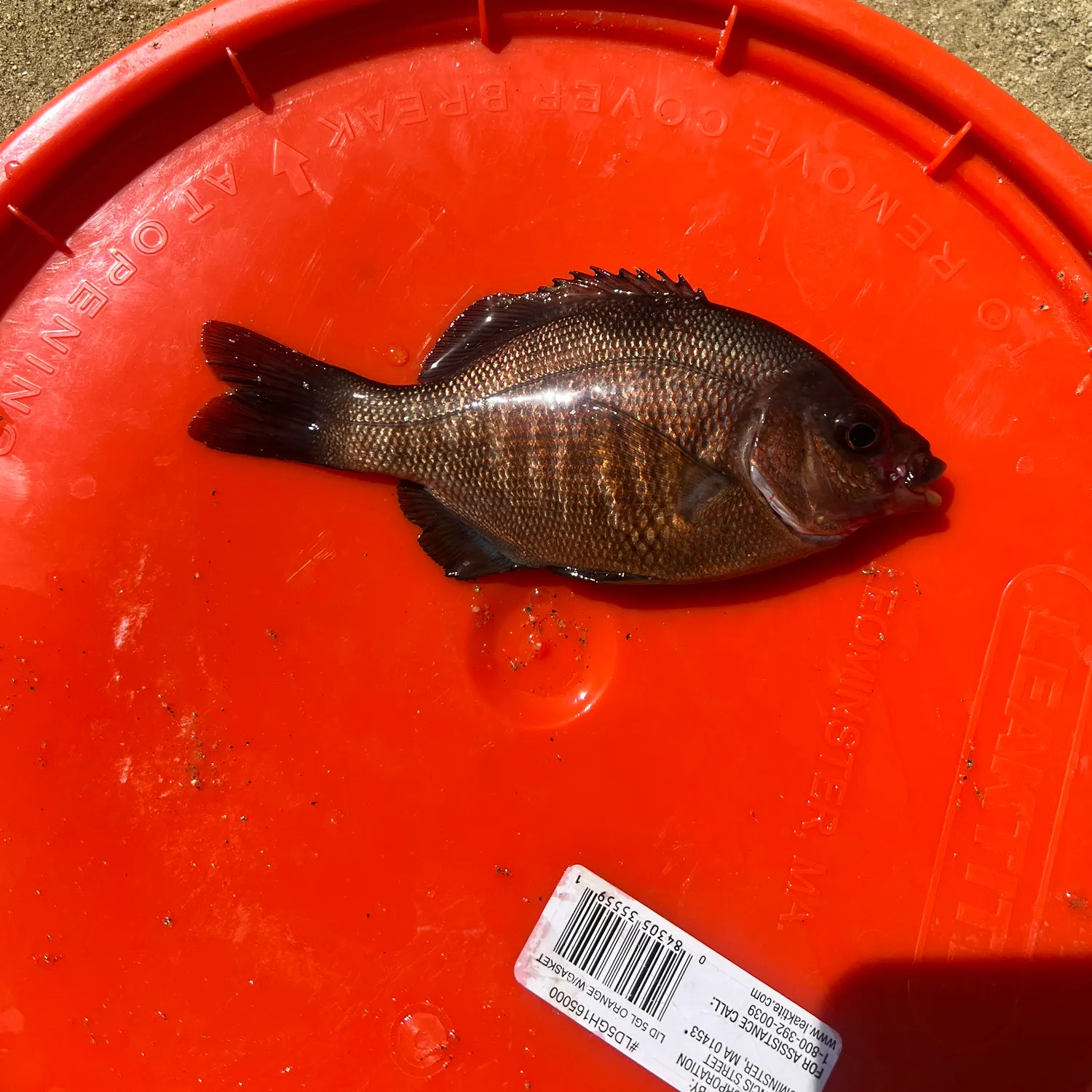 The most recent Black perch catches on Fishbrain