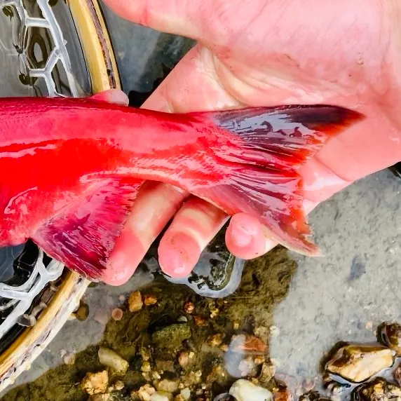 Kokanee salmon caught on Fishbrain
