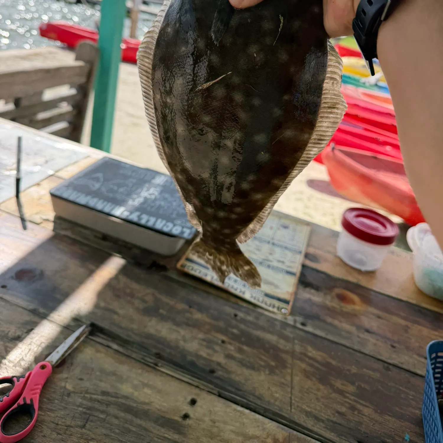Summer flounder caught on Fishbrain