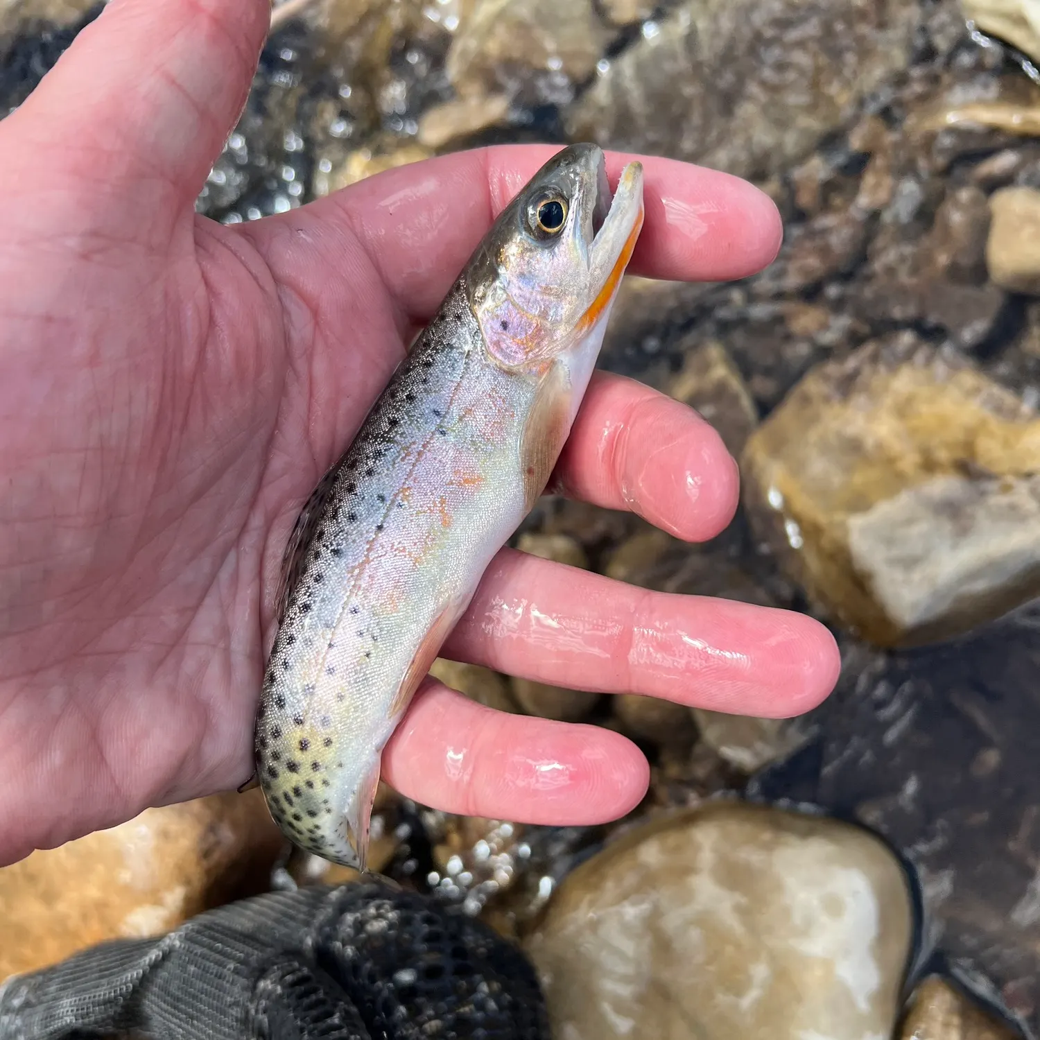 The most recent Colorado river cutthroat trout catches on Fishbrain