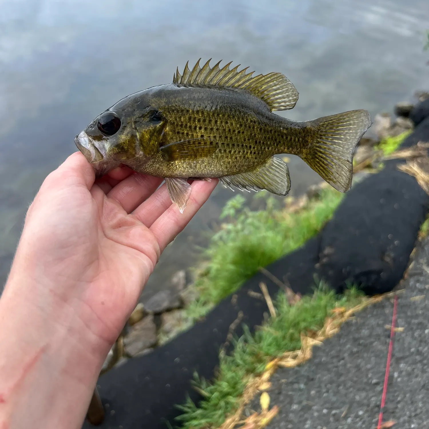Rock bass caught on Fishbrain