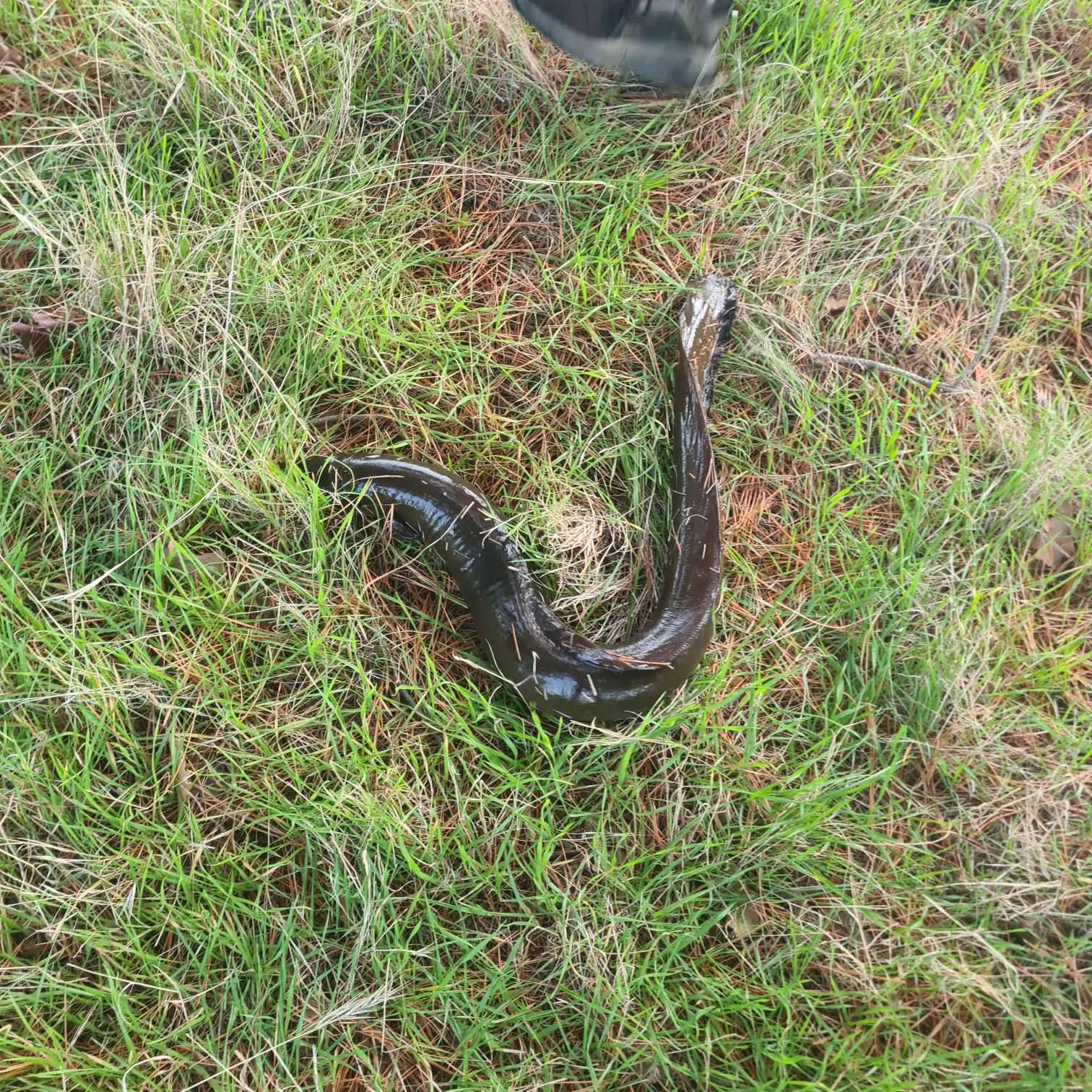 The most recent New Zealand longfin eel catches on Fishbrain