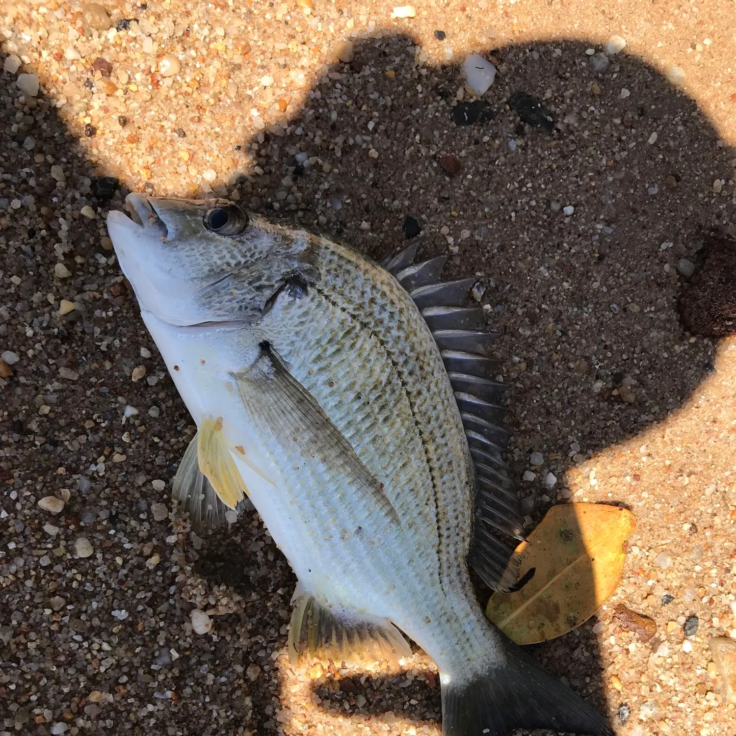 angler catch