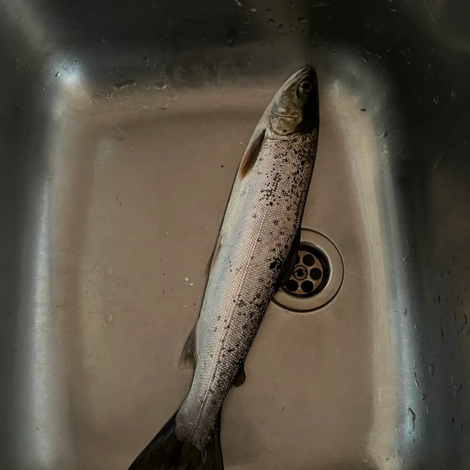 The most recent Sea trout catches on Fishbrain