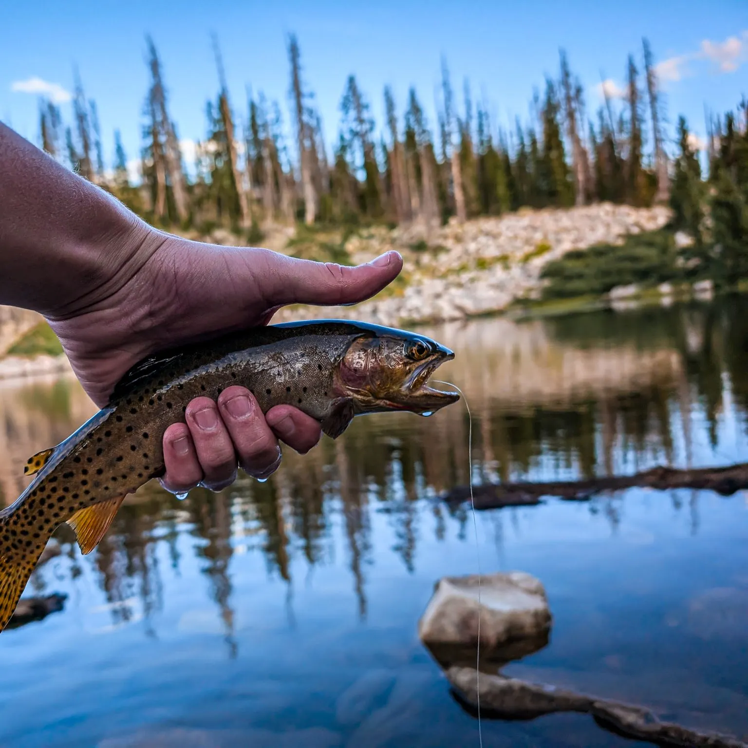 The most recent Bear River cutthroat trout catches on Fishbrain