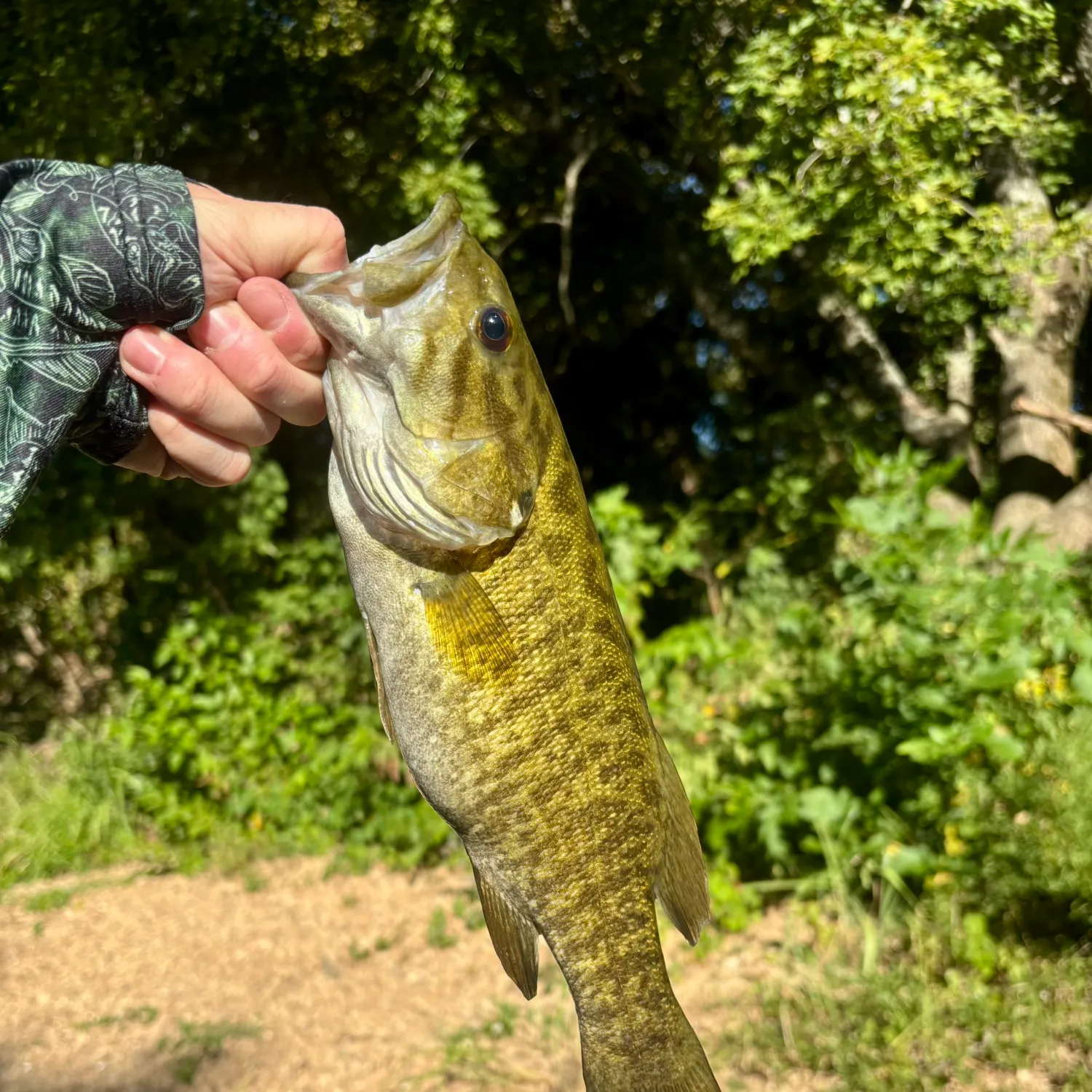 Smallmouth bass caught on Fishbrain