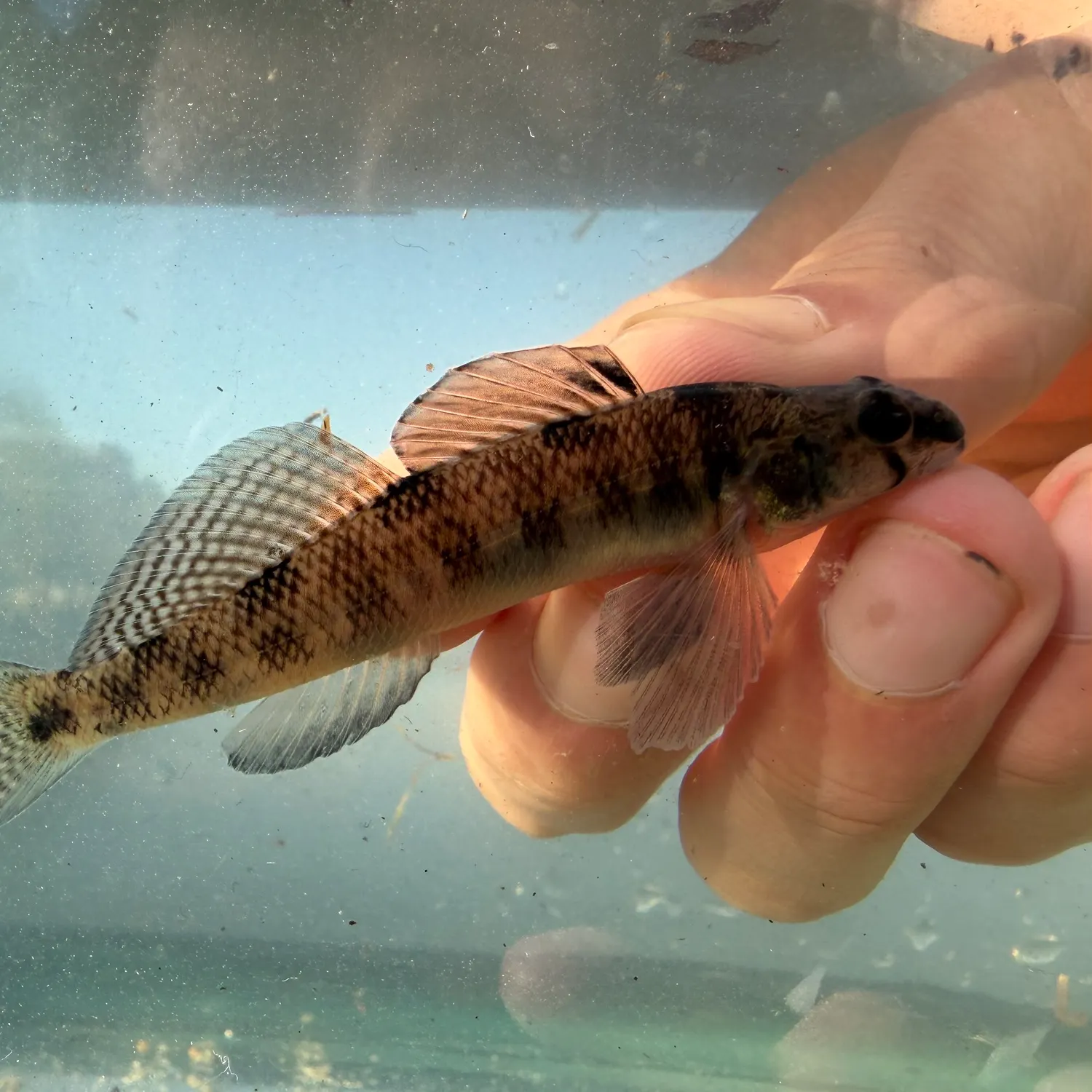 The most recent Southern tesselated darter catches on Fishbrain